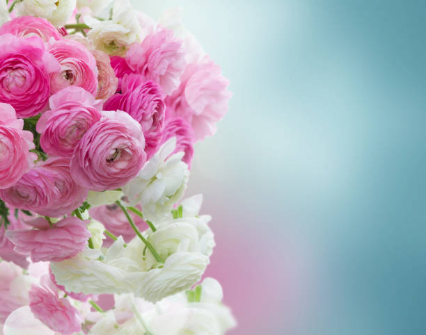istock Pink and white ranunculus flowers 1307146179