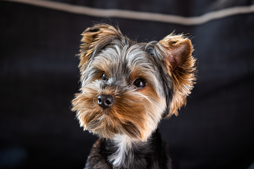 Yorkshire Terrier Dog posing on a background