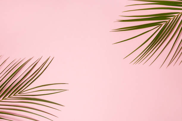 istock Palm leaves isolated on pink background with copy space. 1307148926