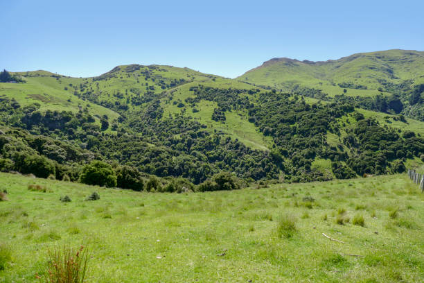 istock Around Akaroa in New Zealand 1307149663