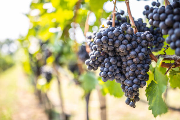 istock Bunch of dark grapes hanging on vines inside the vineyard 1307152528