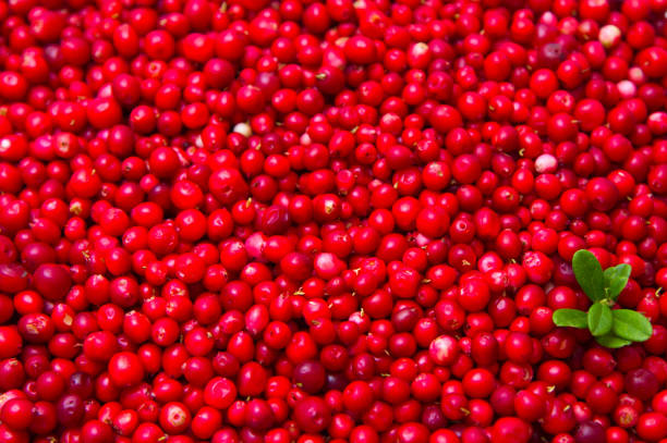 istock Ripe and fresh cowberries. 1307152979
