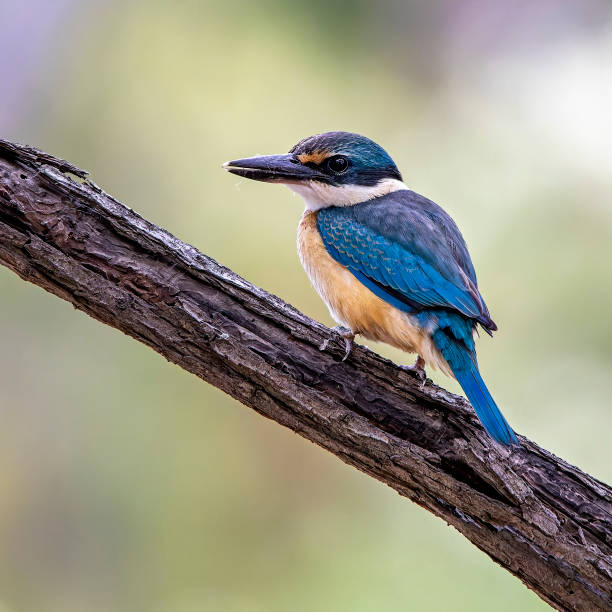 Sacred Kingfisher (Todiramphus sanctus) Sacred Kingfisher (Todiramphus sanctus) todiramphus sanctus stock pictures, royalty-free photos & images