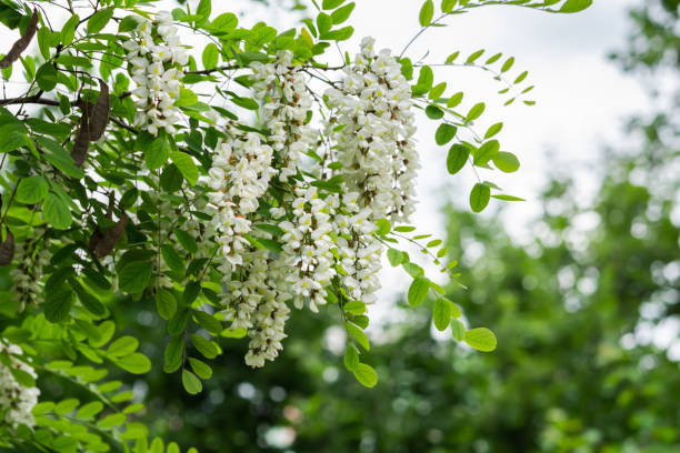Flowers of white acacia lat. Robinia. close-up. Spring natural background. stock photo