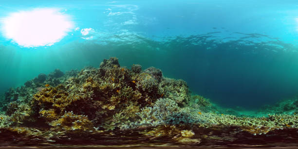 istock Coral reef and tropical fish underwater. Philippines. 360-Degree view 1307155405