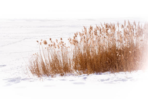 fiori secchi di typha latifolia, chiamati anche cattails - swamp moody sky marsh standing water foto e immagini stock