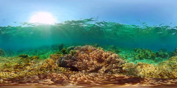 istock Coral reef and tropical fish. Philippines. 360-Degree view 1307155914