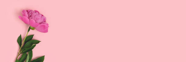 istock Banner with single peony flower on a pink pastel background. 1307159030