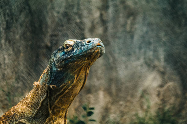 istock Sticking Your Neck Out 1307159106