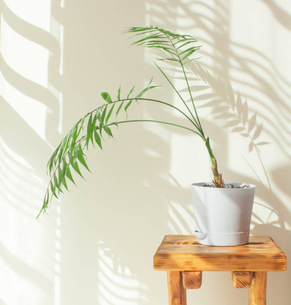 istock Indoor palm tree in a sunny room with a beautiful interior made from natural materials. decorative palm tree in a blue pot, hard shadows on the wall by the window in the morning in the room 1307160500