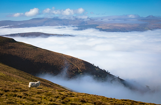 Sheep, hills and mist in the Brecon Beacons national park, Wales