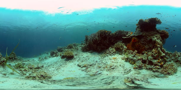 istock Coral reef with fish underwater. Philippines. Virtual Reality 360 1307161570