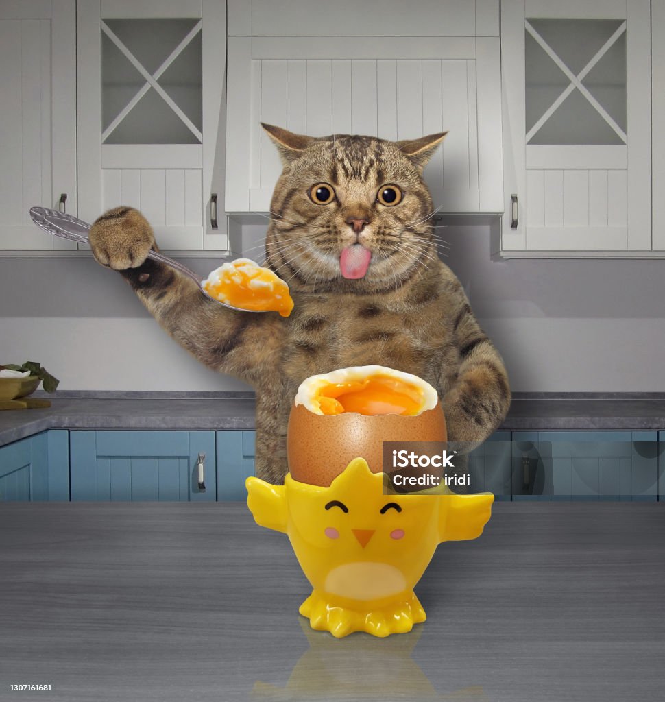 Ga trouwen President maak je geïrriteerd Cat Eats Softboiled Egg 3 Stock Photo - Download Image Now - Egg Yolk,  Humor, Soft-Boiled Egg - iStock