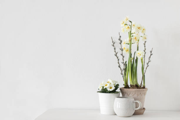 istock Easter floral composition. Spring still life. Cup of coffee, potted primrose, pussy willow branches. Yellow daffodil flowers. White table background. Styled stock photo. Web banner, empty copy space. 1307161697
