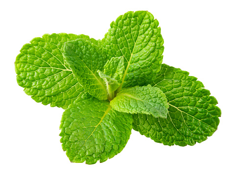 Mint leaves. Fresh mint on white background. Mint leaf isolated. Full depth of field.