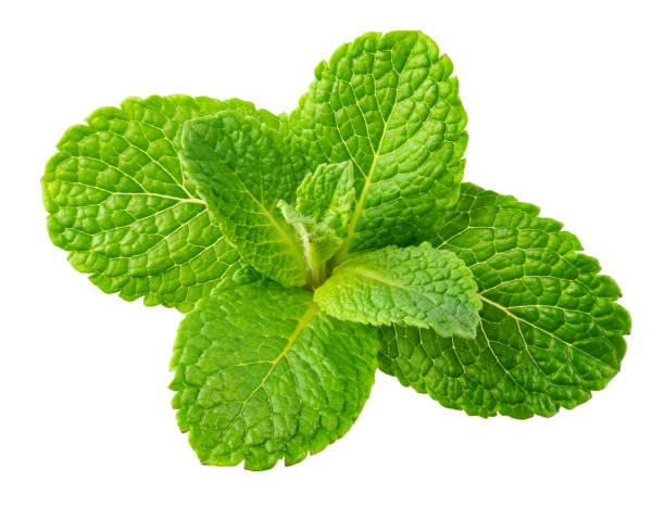 Mint leaves. Fresh mint on white background. Mint leaf isolated. Full depth of field. Mint leaves. Fresh mint on white background. Mint leaf isolated. Full depth of field. mint leaf culinary stock pictures, royalty-free photos & images