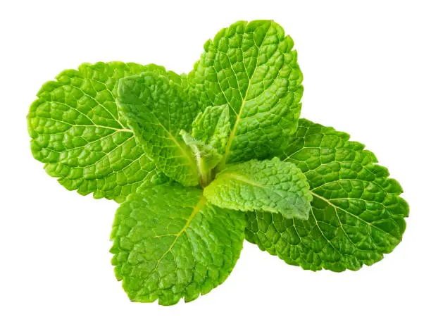 Photo of Mint leaves. Fresh mint on white background. Mint leaf isolated. Full depth of field.