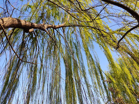 Green lush foliage of a weeping willow in the spring light with blue clear sky