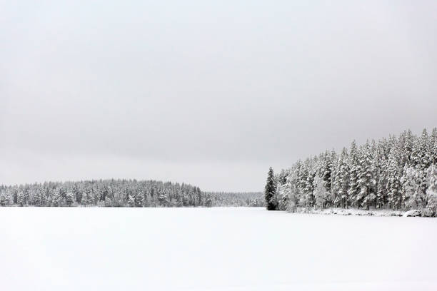 Winter snowy scenery. Row of trees on snowy field in evening
