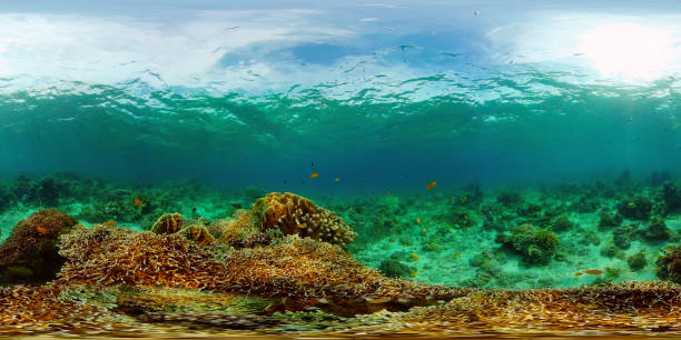 istock Coral reef with fish underwater. Philippines. Virtual Reality 360 1307163064