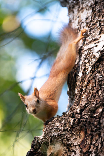 istock curious squirrel on a tree in its natural habitat 1307163983