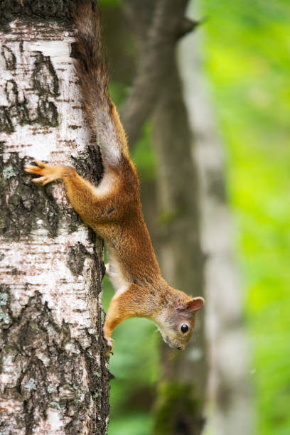 istock curious squirrel on a tree in its natural habitat 1307165565