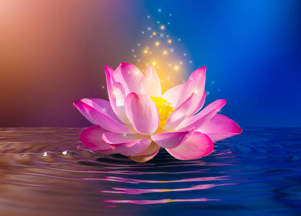 lotus pink light purple floating light sparkle purple background - water lily pink yellow imagens e fotografias de stock