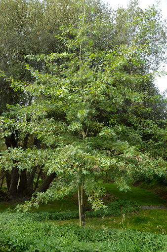 Isolated Cherry Tree or Prunus avium on White Background