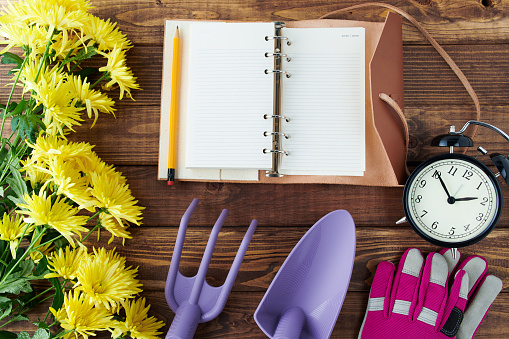 spring flat lay with notebook, gardening tools, gloves, chrysanthemums and alarm clock on wooden table.