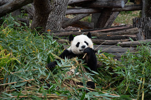 istock Cute panda biting and chewing fresh bamboo branches in forest 1307167088