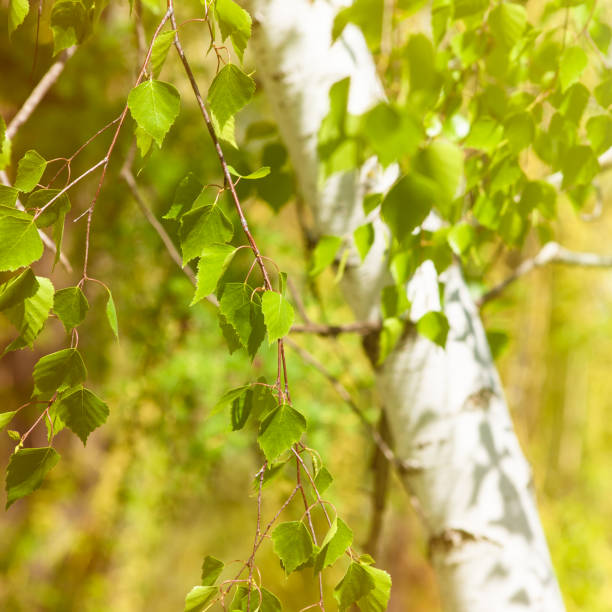 istock Spring poster - birch trunk and branches with young leaves illuminated by bright sun 1307169028