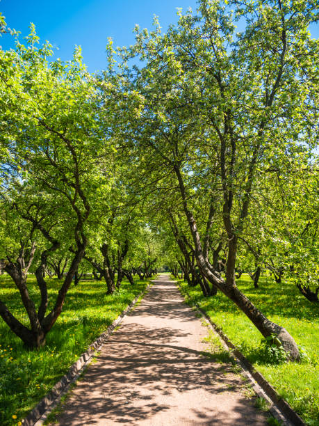 istock Spring garden with trees with young leaves and green grass with wildflowers, path between trees on a sunny day 1307170246