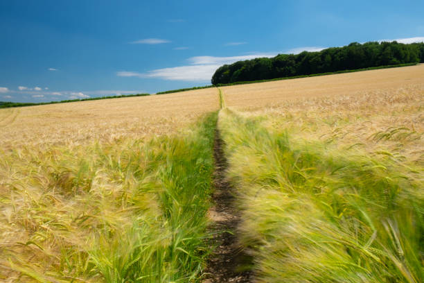 Fields Of Barley In The Chiltern Hills Fields of barley growing near the town of Amersham in the Chiltern Hills amersham stock pictures, royalty-free photos & images