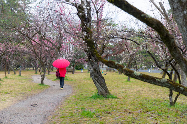 istock Senior woman enjoying spring alone 1307178936