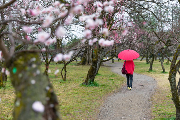 istock Senior woman enjoying spring alone 1307179838