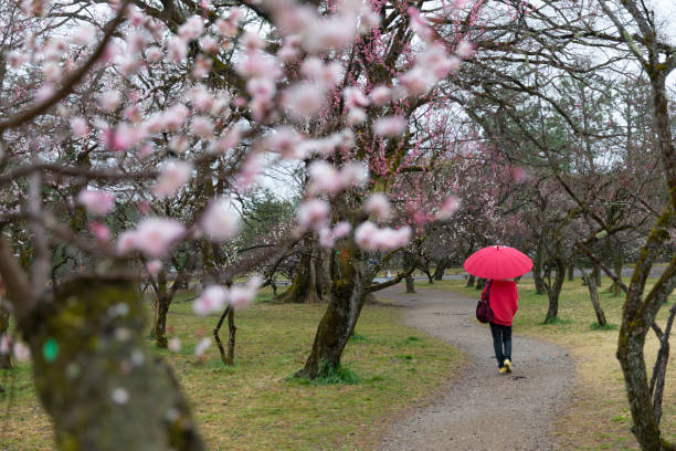 istock Senior woman enjoying spring alone 1307180012
