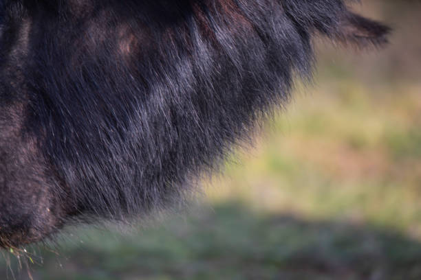 istock Domestic water buffalo 1307180050