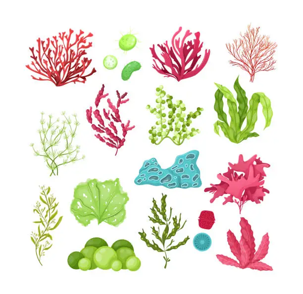 Vector illustration of Underwater marine flora. Marine aquarium flora, aqua plants, coral reef underwater seaweed ocean plants phytoplankton, algae, laminaria, sea moss tropical sea plant underwater painting vector