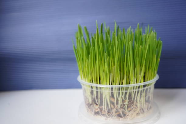 istock Vitamin fresh natural grass for cats 1307180299
