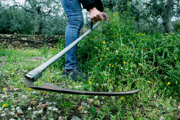 young man mowing the grown grass with a scythe closeup of a young caucasian man mowing  the grown grass of a farmland with a scythe Scythe stock pictures, royalty-free photos & images