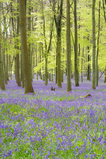 istock Bluebells In An English Beechwood 1307181048