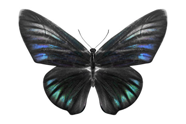blue butterfly. isolated on white background