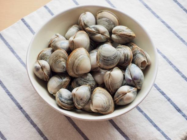 Fresh clams in a ceramic bowl