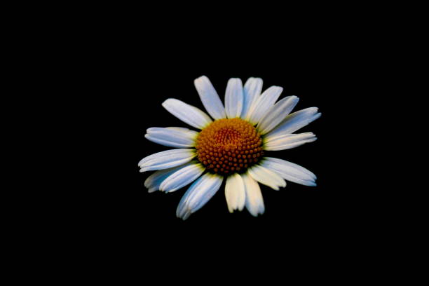 isolated beautiful daisy flower with black background
