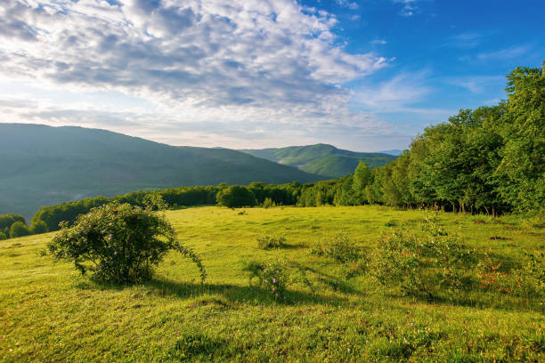 istock green grass on the meadow in mountains 1307185813
