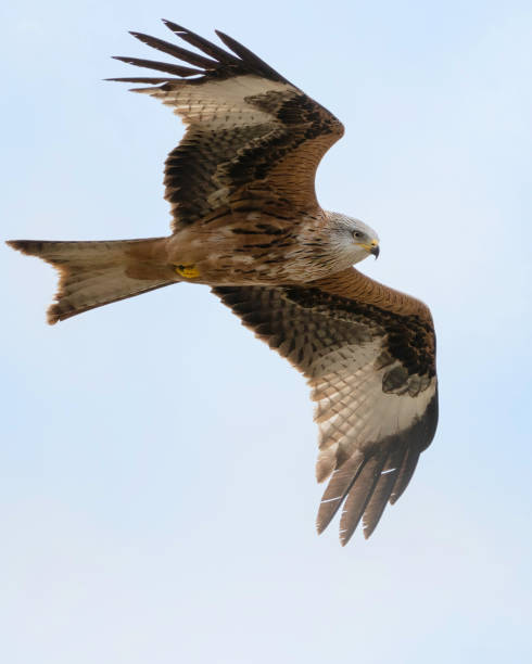 istock Red Kite bird searching for prey 1307186186