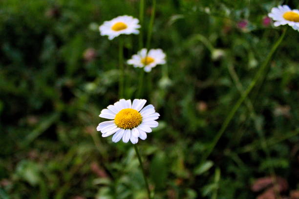 beautiful daisy flower with grass in the background - m chamomilla imagens e fotografias de stock