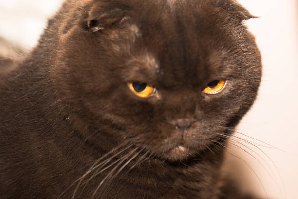 Scottish Fold cat of chocolate color stock photo