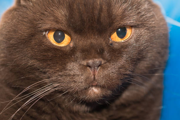 Scottish Fold cat of chocolate color stock photo