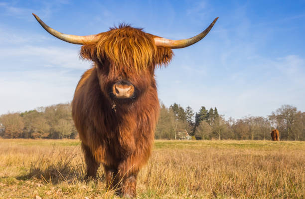 Scottish highlander cow in the Hondstongen nature reserve in Drenthe Scottish highlander cow in the Hondstongen nature reserve in Drenthe, Netherlands highland cattle stock pictures, royalty-free photos & images